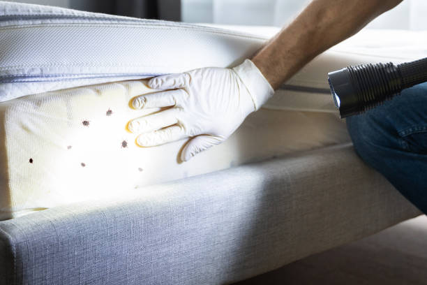 Best Bed Bug Extermination  in Kingstree, SC