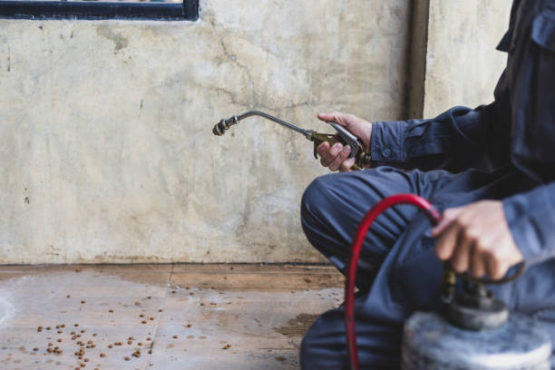 Best Ant Control Services  in Kingstree, SC